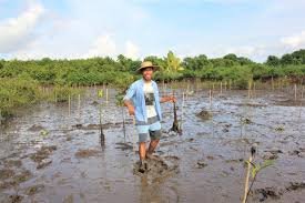 Half day planting mangroves G20